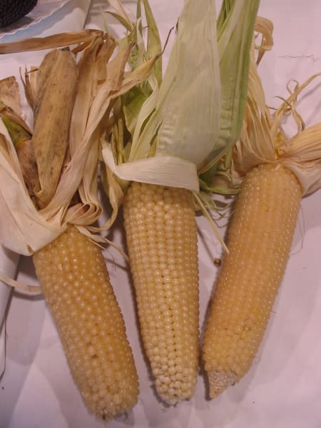 PopcornPennsylvaniaDutchButter